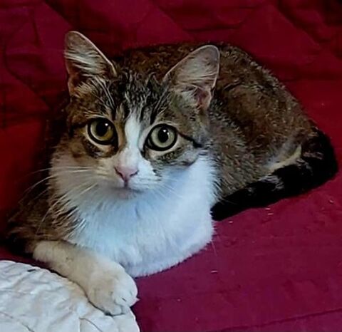 Adèle chatte adorable abandonnée cherche famille 130 11000 Carcassonne