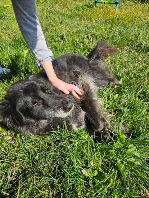 Chien MAYA &agrave; l adoption 100 26780 Ch�teauneuf-du-rh�ne