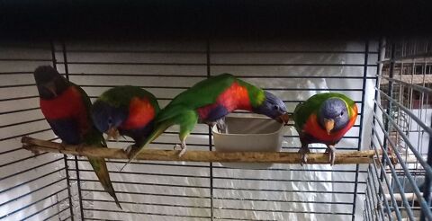 Loriquet de swainson 250 77120 Coulommiers