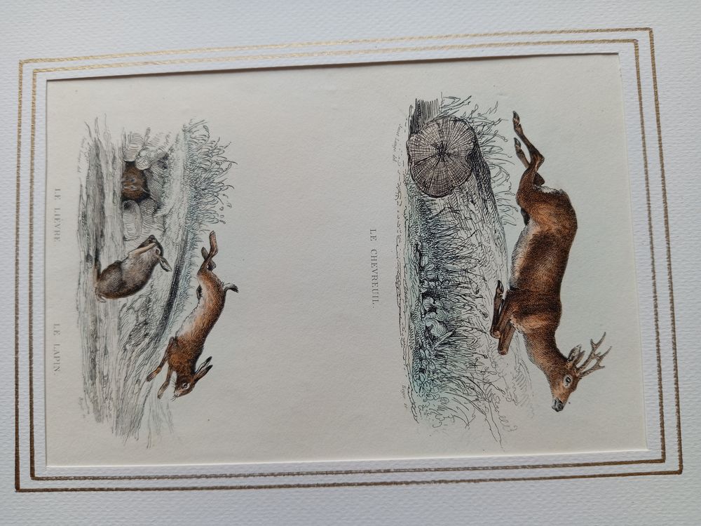  MAMMIFERES 52 GRAVURES ORIGINALES DE BUFFON DE 1839
