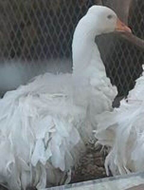   Poule canard oies faisan  