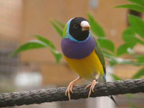 DIAMANT DE GOULD 35 44140 Montbert