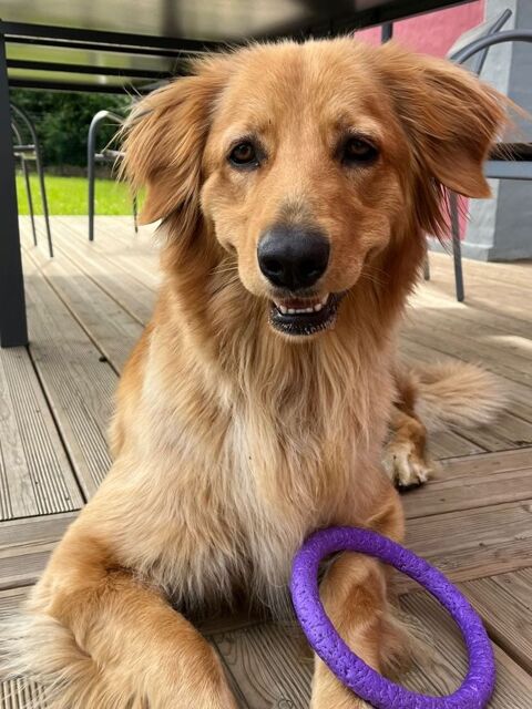 Shiva et Rohan cherchent des familles pour leurs petits 1200 62140 Cavron-saint-martin