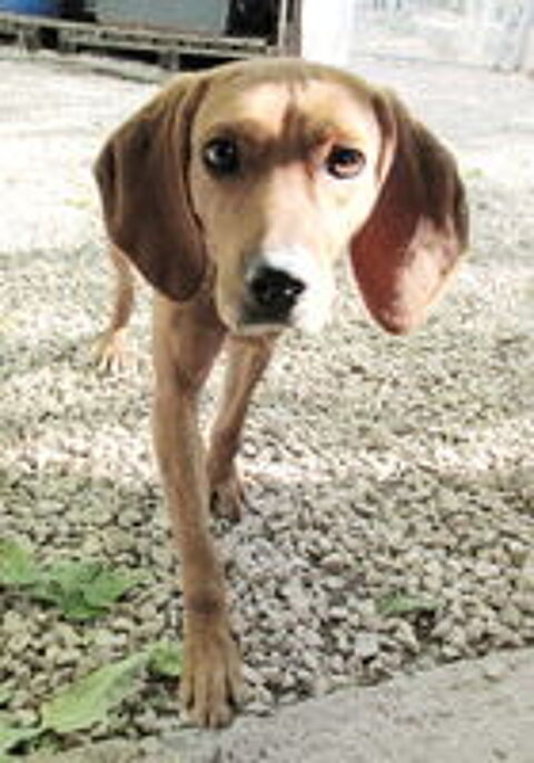   Chipie est à l'adoption 