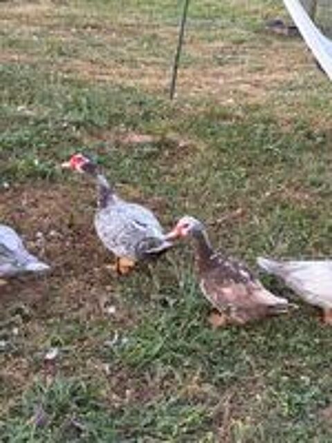   Canards de barbarie 