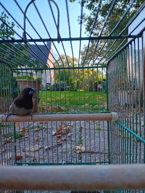 Moineau  du japon 5 44160 Crossac