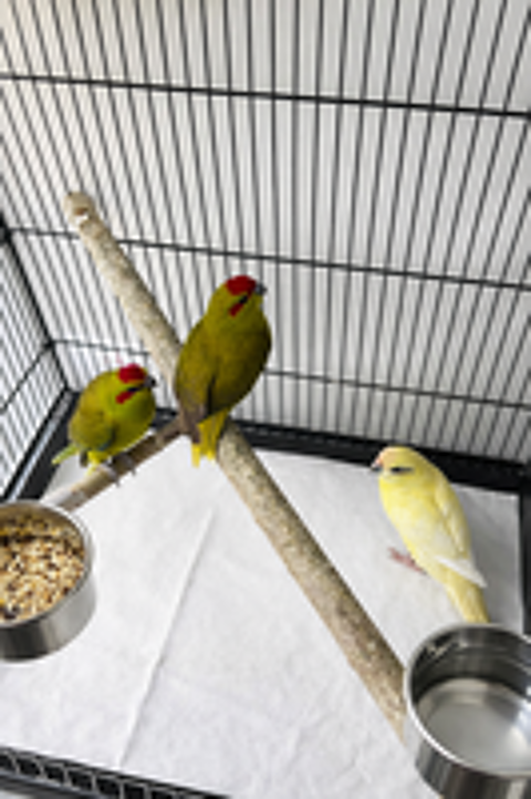   Kakariki 