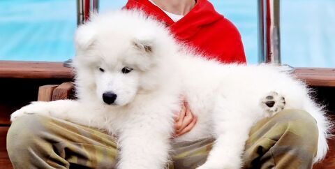 Les chiots fantastiques Samoyède LOF, FCI, UKU ? 1500 77510 Saint-denis-ls-rebais