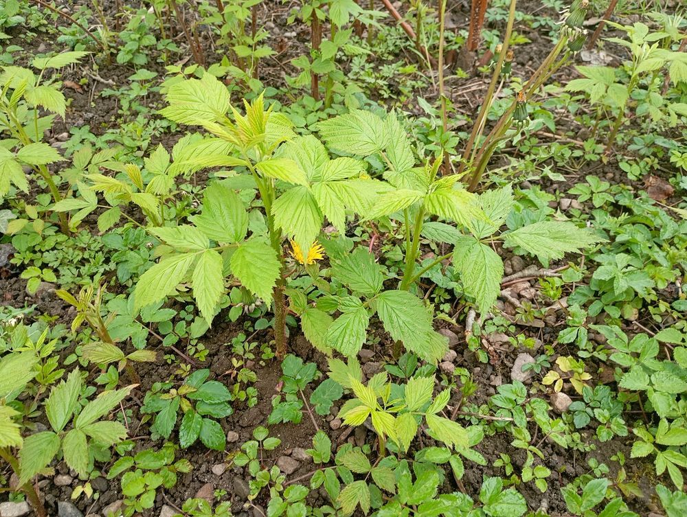 plants de framboisiers Jardin