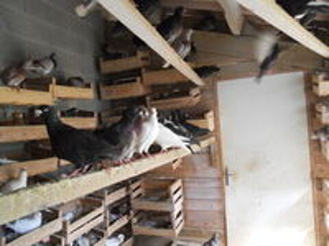   Beaux pigeons reproducteurs 