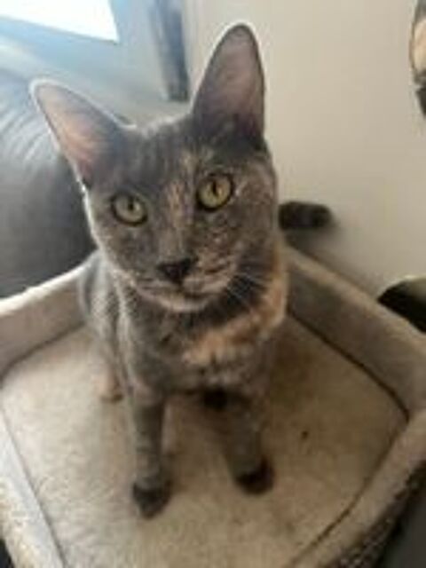   Aika recherche une famille adoptive pour la vie  