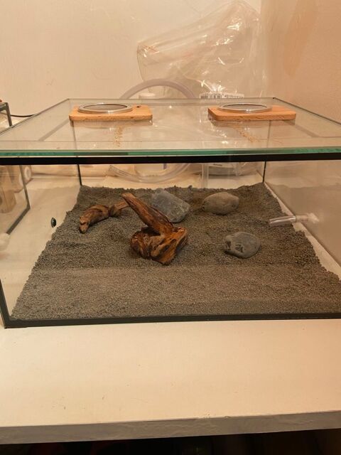 Aire de chasse pour Fourmis Foranto 150 V�lizy-Villacoublay (78)