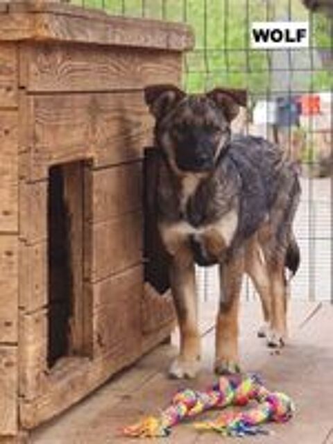   WOLF SE TROUVE DANS UN REFUGE EN UKRAINE 
