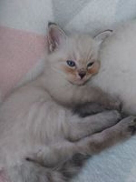  Chatons Ragdoll mâles disponibles à la réservation. 