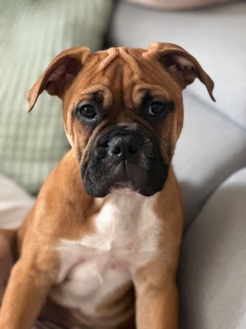 Bulldog Continental LOF 900 91410 Dourdan
