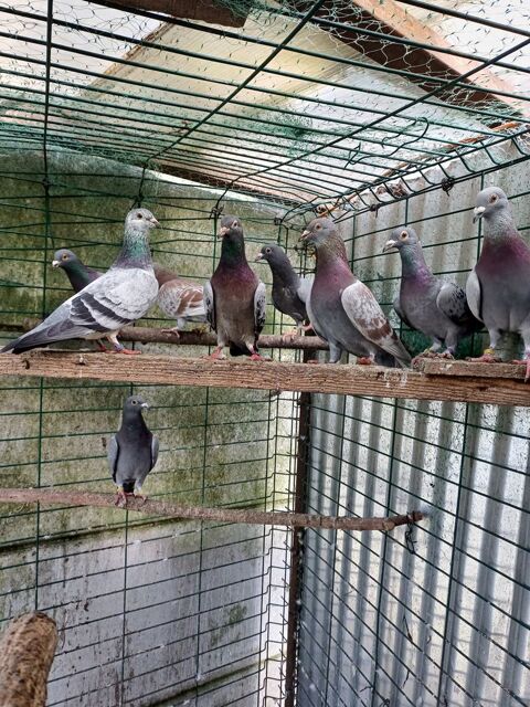 Pigeons voyageurs non concours 50 02100 Saint-quentin