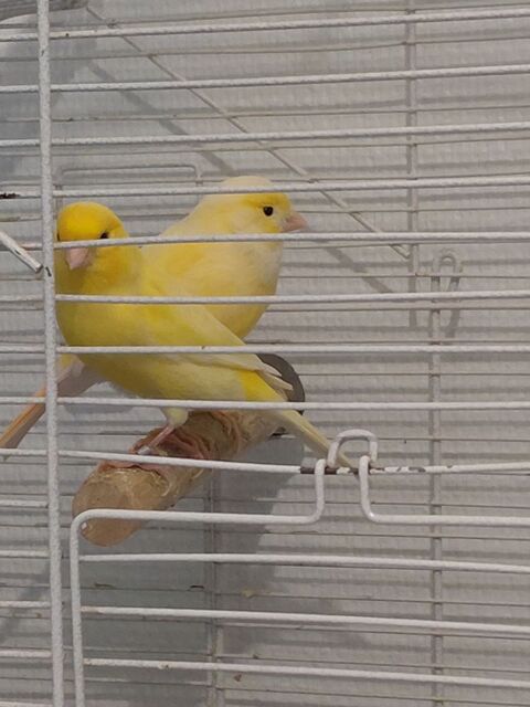Couples de canaris 50 74540 Viuz-la-chiésaz