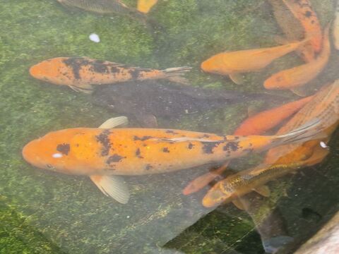 Carpes koi 1 90000 Belfort