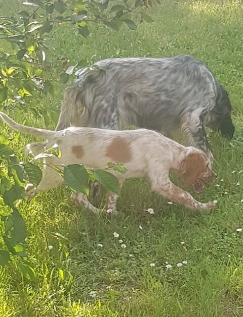 CHIOTS SETTER ANGLAIS LOF CHASSE BECASSE 780 44680 Saint-mars-de-coutais
