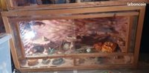   Terrarium avec decors fond pour  pogona gecko 
