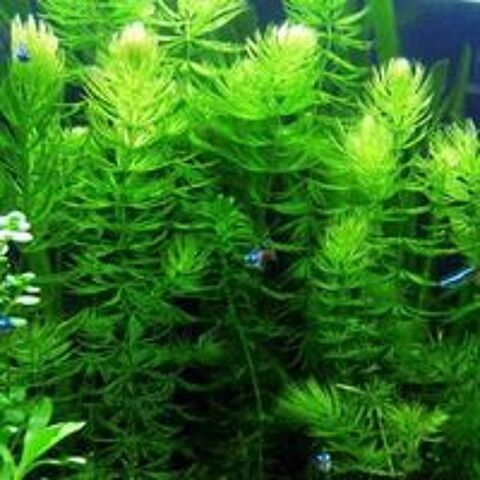   Diverses plantes purifiantes d aquarium 