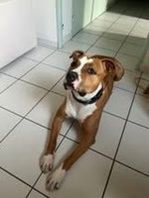   Chien ARES à l adoption 