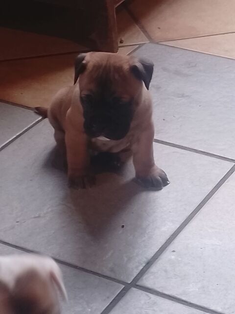 A r&eacute;server 5 magnifique chiots bulldog continental 950 31660 Bessi�res