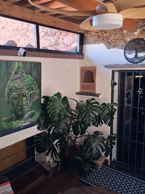 Plante verte monstrea en pot Bouleternère (66)