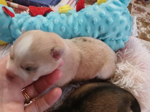 Pomsky 990 24410 Festalemps