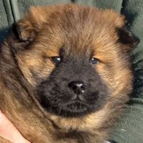   Chiots eurasier males et femelles 