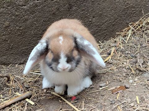  lapin de b&eacute;lier 40 11000 Carcassonne