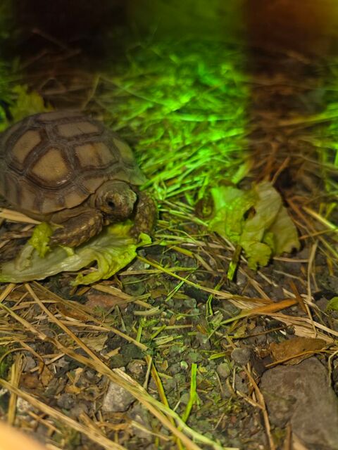 Tortue de terre 150 62160 Bully-les-mines