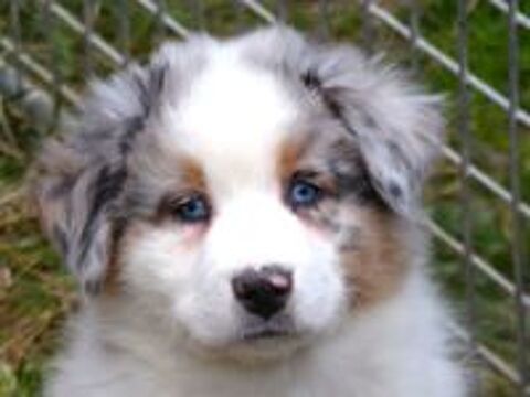   magnifiques chiots berger australien 