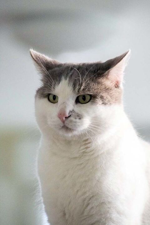 NYAU, beau chat blanc et gris à l'adoption 44640 Rouans
