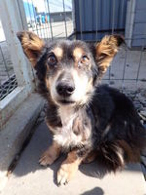   Oldie à l'adoption 