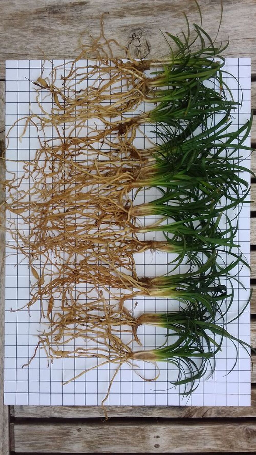 ophiopogon ' kyoto dwarf ' ( vert et nain ) Jardin