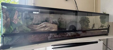 : Python Royal femelle + terrarium complet 350 