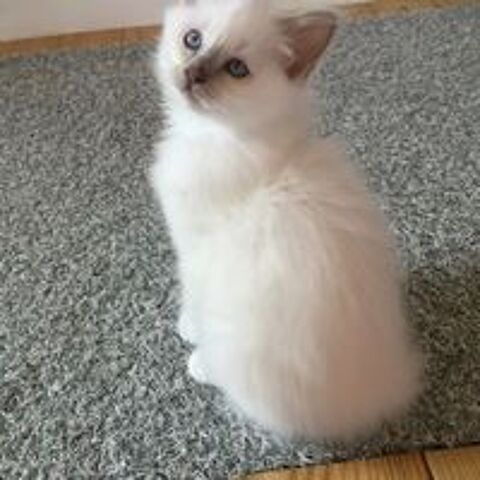   Superbes chatons sacré de Birmanie  
