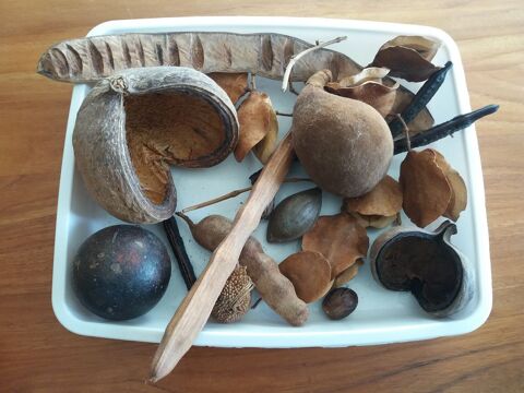 Graines pour d�co 5 Pr�failles (44)