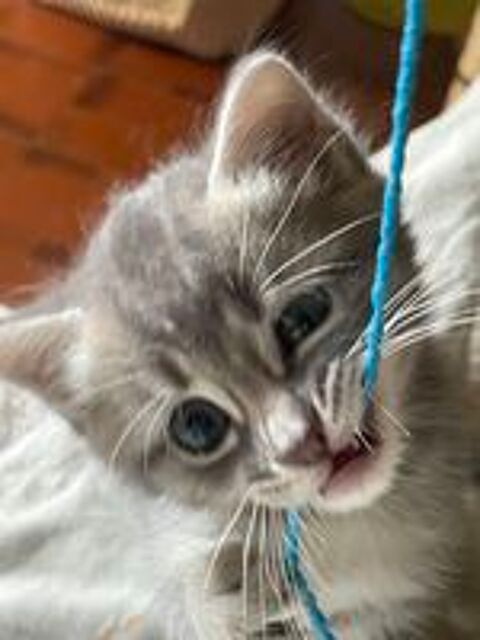   Don de 3 chatons, 2 mâles et 1 femelle 