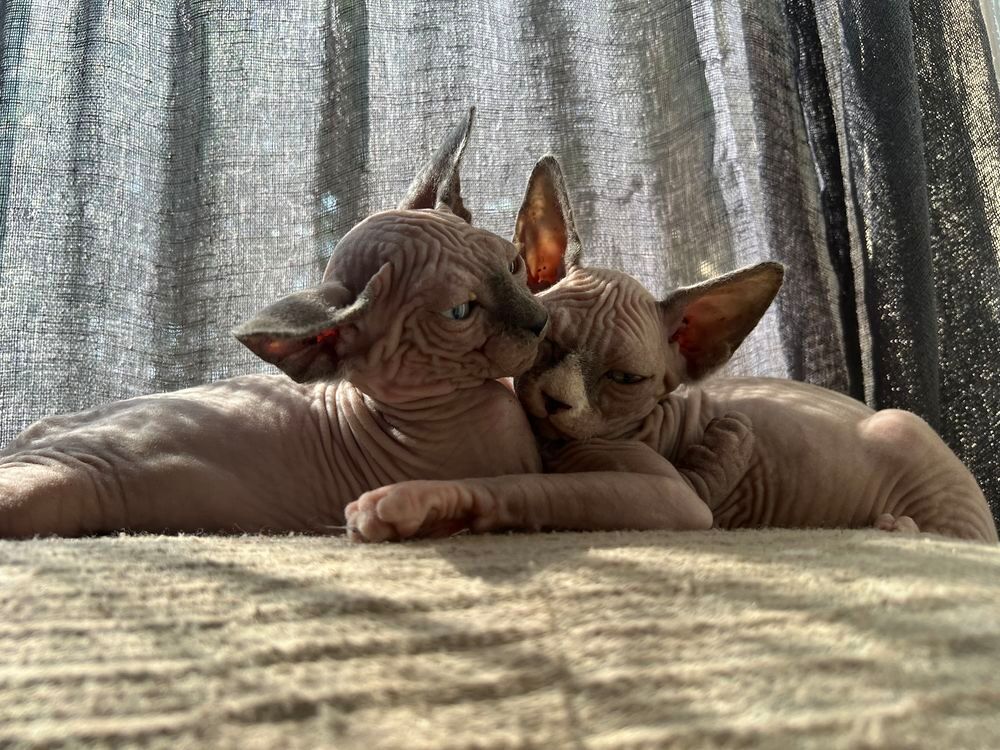   chatons sphynx 