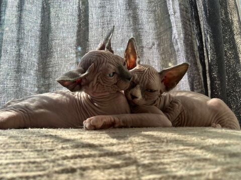 chatons sphynx 0 53260 Entrammes