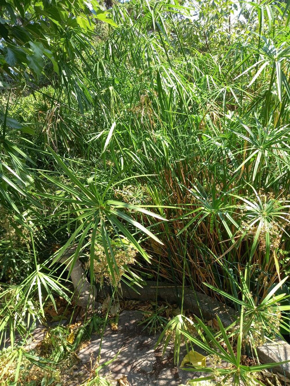 PAPYRUS Jardin