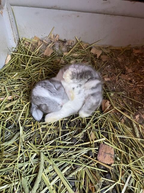 Bb minilop magnifiques 40 94000 Cr�teil