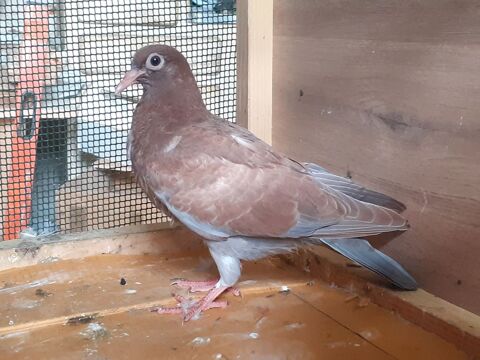 JEUNES PIGEONS TYPE VOYAGEUR 10 33130 Bgles