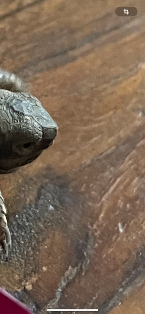 Tortue de terre 70 91800 Brunoy