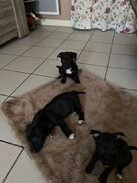   Chiot cherche une famille !  