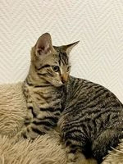   ALTO adorable chaton 4 mois cherche famille 