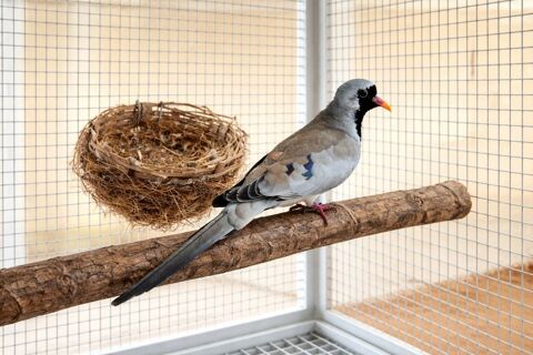 COLOMBE - Masque de Fer 80 78690 Les essarts-le-roi