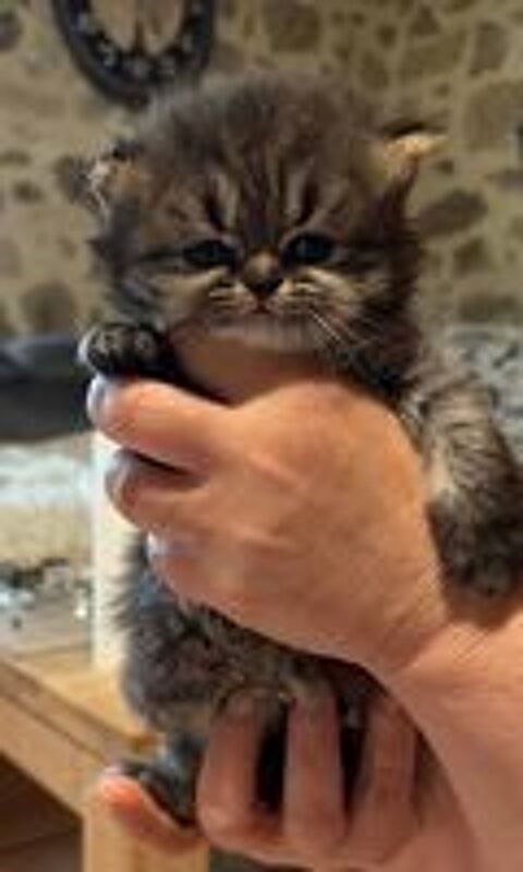   Chaton persan  